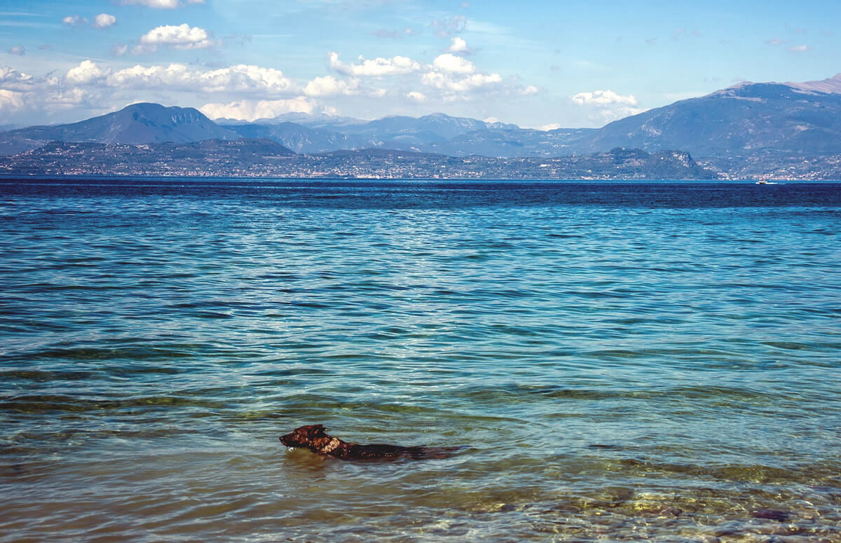 Urlaub am Gardasee mit Hund